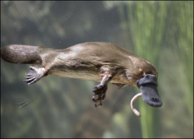 Maintenant ça se complique.
C'est un...