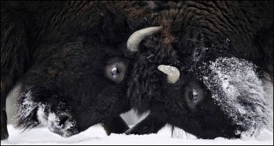 Quel est cet animal ?