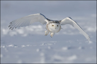 Quel est cet animal ?