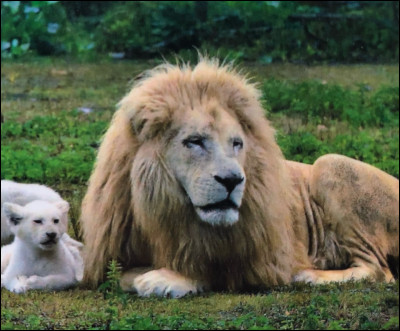 Que voyez-vous sur l'image ?