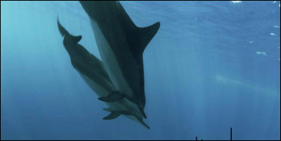 Quel est cet animal ?