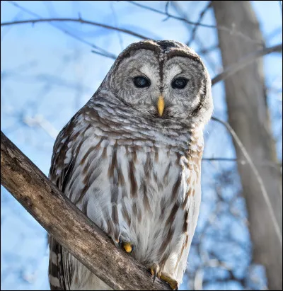 Je protège mon maître en me mettant devant lui pendant que le sortilège de la mort me touche et je tombe dans la nuit sombre. Je suis :