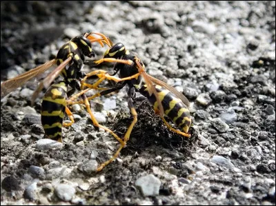 Votre réaction face à l'ennemi...