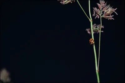 Etes-vous lève-tôt ou lève-tard ?