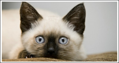 Maintenant, quelle est la race de celui-ci ?