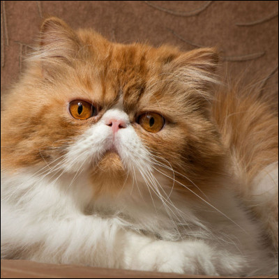 Et quelle est sa race ?