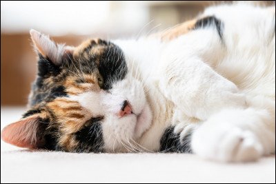 Comment se nomme la robe de ce chat ?