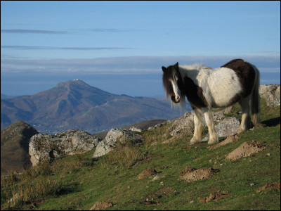 Quel est ce poney rustique des montagnes basques ?