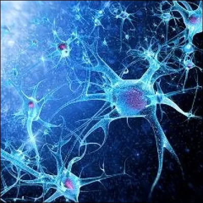 Quelle aire du cerveau est impliqu&eacute;e dans le traitement de la parole ?