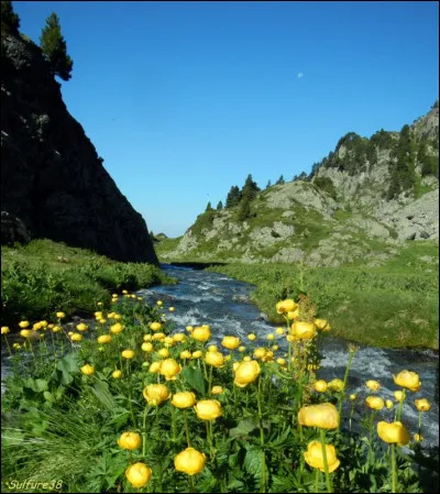 Nous continuons notre balade, le long d'un ruisseau, dans cet écrin de verdure que ces fleurs ensoleillent :