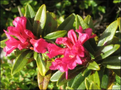 Quant à celles-ci, leur floraison est abondante, elles sont colorées et resplendissantes !