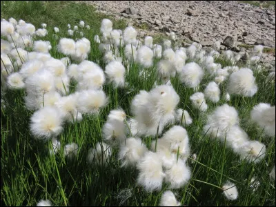 Je vous laisse vous approcher pour voir de près les fleurs vaporeuses d'un blanc pur, qui bordent le lac :