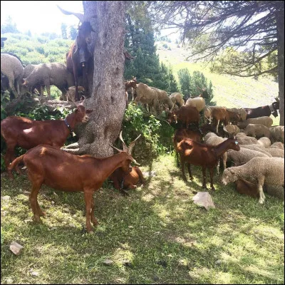Nous nous attardons un peu, pour observer ces animaux qu'on ne voit pas tous les jours en ville !
