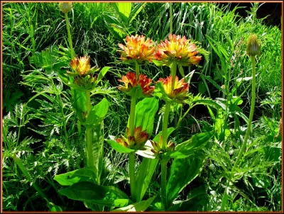Nous sommes émerveillés par ces grandes fleurs des Alpes blotties entre des rochers non loin des berges du lac :