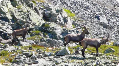 Nous nous attardons à discuter avec des amis que nous croisons et qui arrivent du sommet des "Vans". Voici la photo rare qu'ils viennent de prendre :