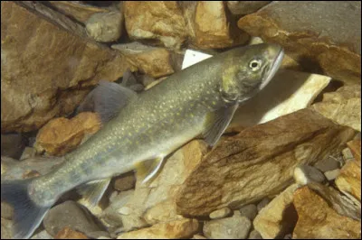 C'est là que nous allons faire une pause et sortir les cannes à pêche. Quel est ce merveilleux poisson des grands lacs alpins ?