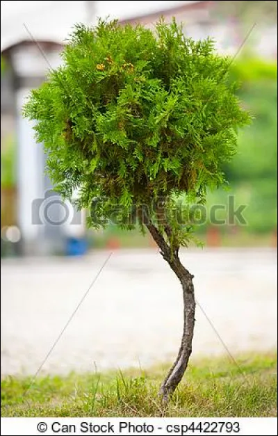 Est-ce un arbre ou une fleur ?