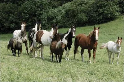 Comment ce groupe sauvage s'appelle-t-il ?