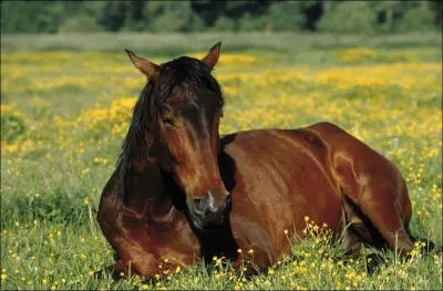 Quelle est la race de ce cheval ?