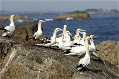 Un souvenir d'enfance, la visite des 7 îles en bâteau ! Dans quel département faut-il se rendre pour faire cette visite ?