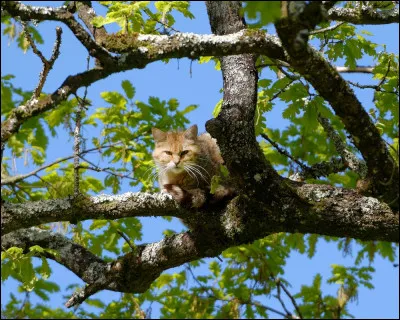 Un zoo, au coeur de la forêt luxuriante de Chizé, vous propose de découvrir plus de 70 espèces européennes. Ce zoo a pour nom...
