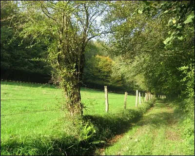 Marchons au nord du département, dans ces chemins creux sur les pas des "Géants" des guerres de Vendée. Nous sommes dans...