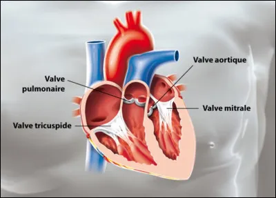 Les tarifs sont très variables d'un pays à l'autre. Par exemple, si le remplacement d'une valve cardiaque est facturé à environ 130 000 euros aux États-Unis, en France le coût s'élève à...