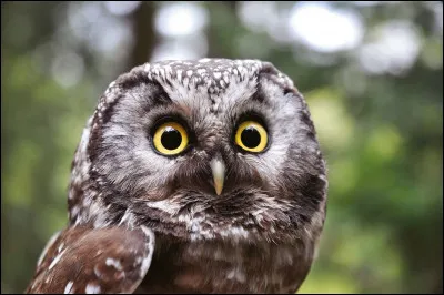 Comment s'appelle cet animal ?