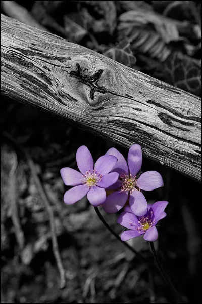 La cinquième saison. Des plantes qui n'aiment que l'ombre ne perdent pas pour cela leur joie...