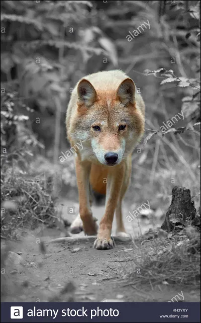 Refrains enfantins. Ouh Ouh ! c'est la chanson du...