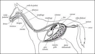 Le cheval a un estomac d'une capacité de :