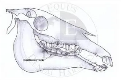 Comment s'appellent les dents que les mâles ont, mais pas forcément les femelles ?