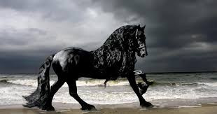 Quiz Galop 2