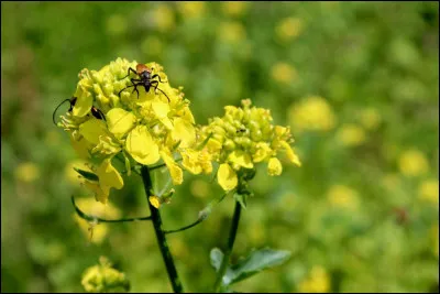A l'époque, en cas d'insulte d'un mécréant, celle de Divio ne pouvait pas encore vous monter au nez !