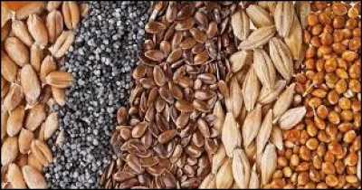 ''Seeds of Love'' : Le mot ''seeds'' signifie ''graines''. Quelle est la plus grosse graine du monde ?