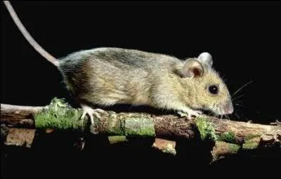 Qui dbarrassa la ville de Hamelin de ses rats comme par enchantement ?