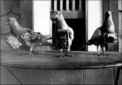 Vous le savez déjà, de nombreux pigeons ont servi de facteurs durant les guerres mondiales. Mais saviez-vous que certains ont été embauchés pour...
