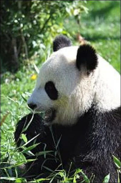 Voici l'un des pandas du zoo, Yuan Zi est le mâle et le suivant la femelle, comment se nomme-t-elle ?