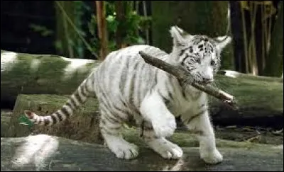 En 2017, que réussit le parc ?