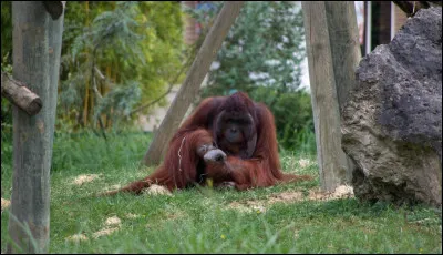 Vous pouvez voir un orang-outan de Bornéo dans ce zoo.