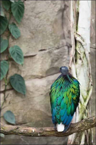 Quel est ce pigeon que vous pouvez admirer dans ce zoo ?