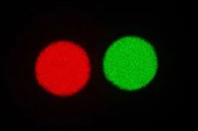 Quelles sont les deux sortes de reblochon ?