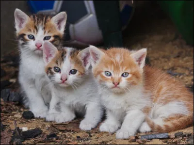 Quelle est ton activité préférée ?