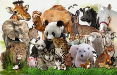 Quel animal terrestre préfères-tu ?