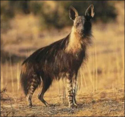 La photo est celle d'une hy&egrave;ne.