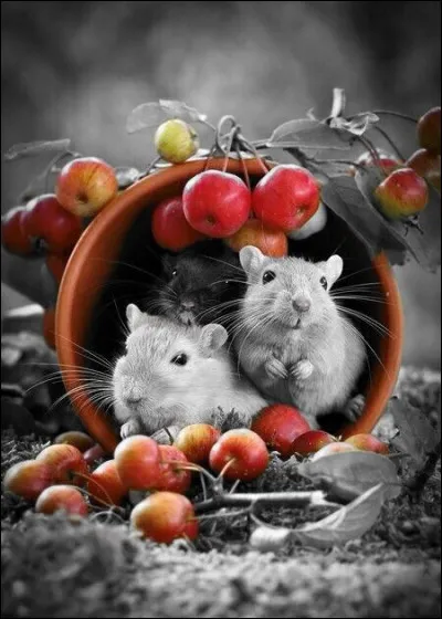 Laquelle est une variété de pommes ?