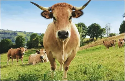 Les vaches ont des dents :