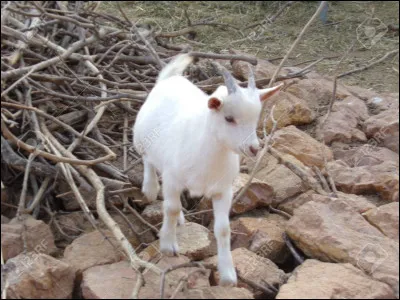 Combien de temps vit une chèvre en moyenne ?