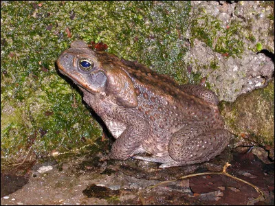 Niv 2 : Qu'est-ce que les élèves de première année ne sont pas autorisés à posséder ?