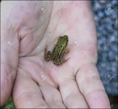 Niv 1 : Sur quelle carte Harry tombe-t-il en mangeant un paquet de Chocogrenouilles ?